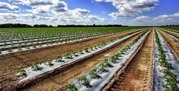 Acolchado tomate OK|acolchado ecovio|tomatoes plasticultura
